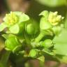 Fotografia 11 da espécie Jatropha curcas do Jardim Botânico UTAD