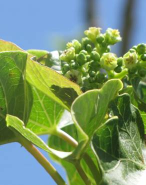 Fotografia 12 da espécie Jatropha curcas no Jardim Botânico UTAD