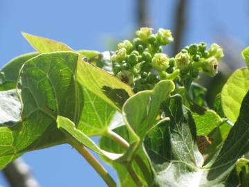 Fotografia da espécie Jatropha curcas