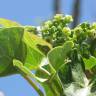 Fotografia 12 da espécie Jatropha curcas do Jardim Botânico UTAD