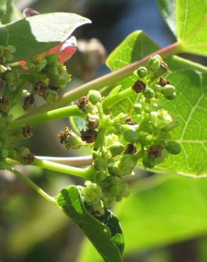 Fotografia 13 da espécie Jatropha curcas no Jardim Botânico UTAD