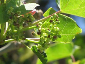 Fotografia da espécie Jatropha curcas