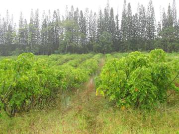 Fotografia da espécie Jatropha curcas