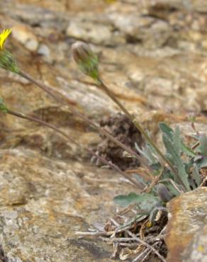 Fotografia 6 da espécie Reichardia picroides no Jardim Botânico UTAD