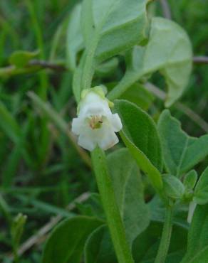 Fotografia 5 da espécie Salpichroa origanifolia no Jardim Botânico UTAD