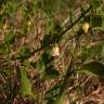 Fotografia 6 da espécie Salpichroa origanifolia do Jardim Botânico UTAD