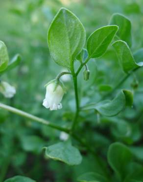 Fotografia 7 da espécie Salpichroa origanifolia no Jardim Botânico UTAD