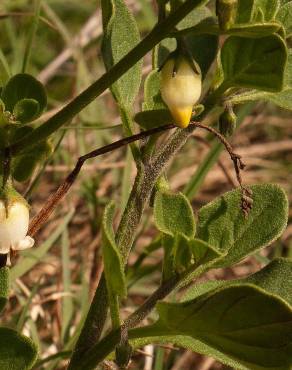 Fotografia 9 da espécie Salpichroa origanifolia no Jardim Botânico UTAD