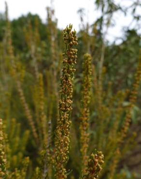 Fotografia 7 da espécie Erica scoparia subesp. scoparia no Jardim Botânico UTAD