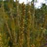 Fotografia 7 da espécie Erica scoparia subesp. scoparia do Jardim Botânico UTAD