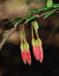 Agapetes serpens