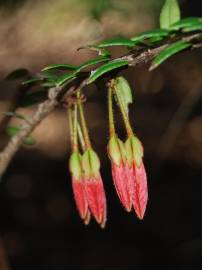 Fotografia da espécie Agapetes serpens