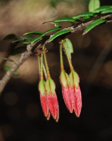 Fotografia de capa Agapetes serpens - do Jardim Botânico