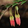 Fotografia 1 da espécie Agapetes serpens do Jardim Botânico UTAD