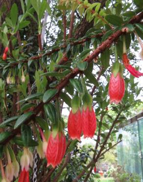 Fotografia 3 da espécie Agapetes serpens no Jardim Botânico UTAD