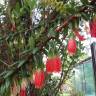 Fotografia 3 da espécie Agapetes serpens do Jardim Botânico UTAD