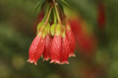 Fotografia da espécie Agapetes serpens