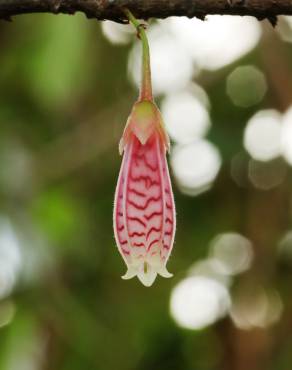 Fotografia 6 da espécie Agapetes serpens no Jardim Botânico UTAD