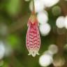 Fotografia 6 da espécie Agapetes serpens do Jardim Botânico UTAD