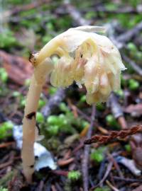 Fotografia da espécie Monotropa hypopitys