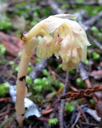 Fotografia de capa Monotropa hypopitys - do Jardim Botânico