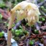 Fotografia 1 da espécie Monotropa hypopitys do Jardim Botânico UTAD