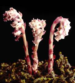 Fotografia da espécie Monotropa hypopitys