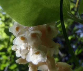 Fotografia da espécie Monotropa hypopitys