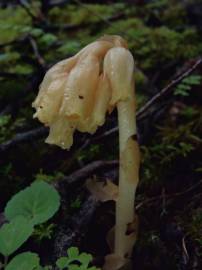 Fotografia da espécie Monotropa hypopitys