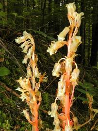 Fotografia da espécie Monotropa hypopitys