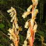 Fotografia 5 da espécie Monotropa hypopitys do Jardim Botânico UTAD