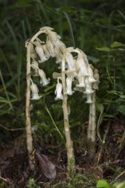 Fotografia da espécie Monotropa hypopitys