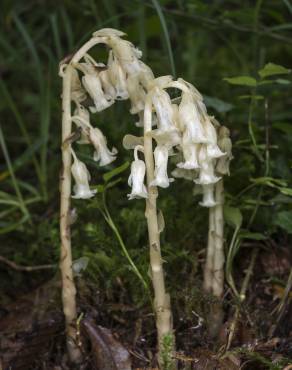 Fotografia 6 da espécie Monotropa hypopitys no Jardim Botânico UTAD