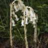 Fotografia 6 da espécie Monotropa hypopitys do Jardim Botânico UTAD