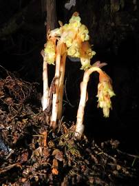 Fotografia da espécie Monotropa hypopitys