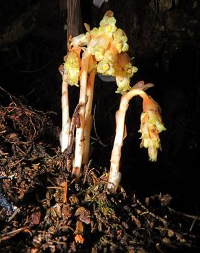 Fotografia 7 da espécie Monotropa hypopitys no Jardim Botânico UTAD