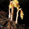 Fotografia 7 da espécie Monotropa hypopitys do Jardim Botânico UTAD