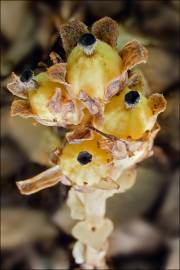 Fotografia da espécie Monotropa hypopitys