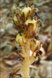 Fotografia da espécie Monotropa hypopitys