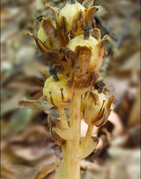 Fotografia 9 da espécie Monotropa hypopitys no Jardim Botânico UTAD