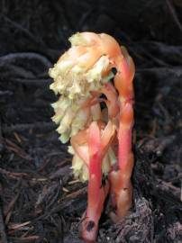 Fotografia da espécie Monotropa hypopitys