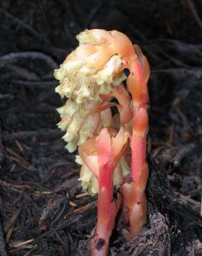 Fotografia 10 da espécie Monotropa hypopitys no Jardim Botânico UTAD