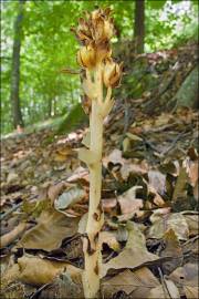 Fotografia da espécie Monotropa hypopitys