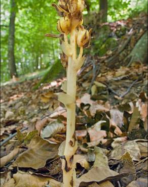 Fotografia 11 da espécie Monotropa hypopitys no Jardim Botânico UTAD