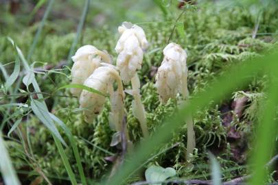 Fotografia da espécie Monotropa hypopitys