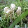 Fotografia 12 da espécie Monotropa hypopitys do Jardim Botânico UTAD