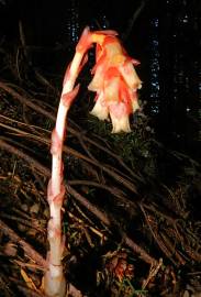 Fotografia da espécie Monotropa hypopitys