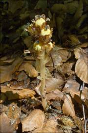 Fotografia da espécie Monotropa hypopitys