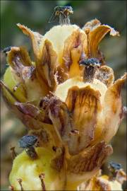 Fotografia da espécie Monotropa hypopitys