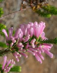 Erica verticillata